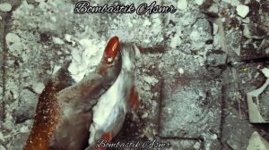 Fresh Blocks w/Pink Holi Powder and Black pigment // #gymchalk #asmr #asmrsounds #asmrcommunity