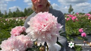 Дарья Володина пион. Пулков сад