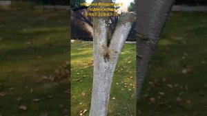 вырезаем лто стую ветку под острым углом