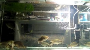 Караси в аквариуме 200 литров