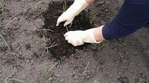 САМЫЙ ПРОВЕРЕННЫЙ  СПОСОБ ПОСАДКИ ЛУКА "ЭКСИБИШЕН"