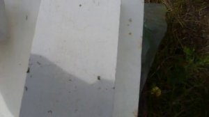 Шести рамочный улей из пенополистирола в работе.