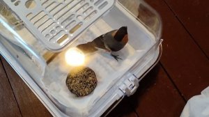 АНАСТАСИЯ. Птичка с поздравительной открытки