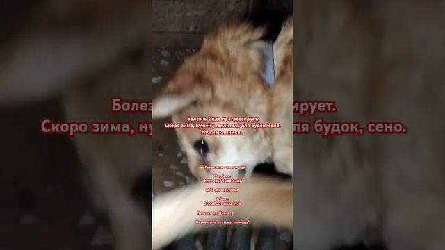 #приютдляживотных #нужнапомощь #sos #helpdogs #якутск #спасение #собаки #спасениежизни #добрыедела