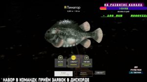 /РР4/  Норвежское Море  Трофей ПИНАГОР И САЙРА /Russian Fishing 4