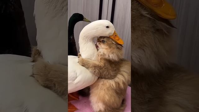 Saving the bullied duck. #warm #pet #save #duck #love #healing #shorts #shortvideo