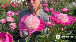 Gay Paree peony. Гей Пари пион. Пулков сад