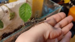 Перуанский (Кордильерский) палочник - Peruphasma schultei