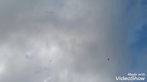 Николаевские голуби в Сибири. Тренер.