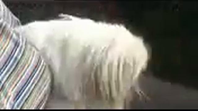 Приколы смешные Щенок зовет маму !!!!ОБАЛДЕТЬ!!! Funniest Animals смотреть онлайн