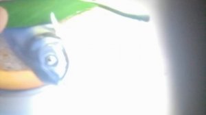 Буба серия 18 для детей мультфильм 1999