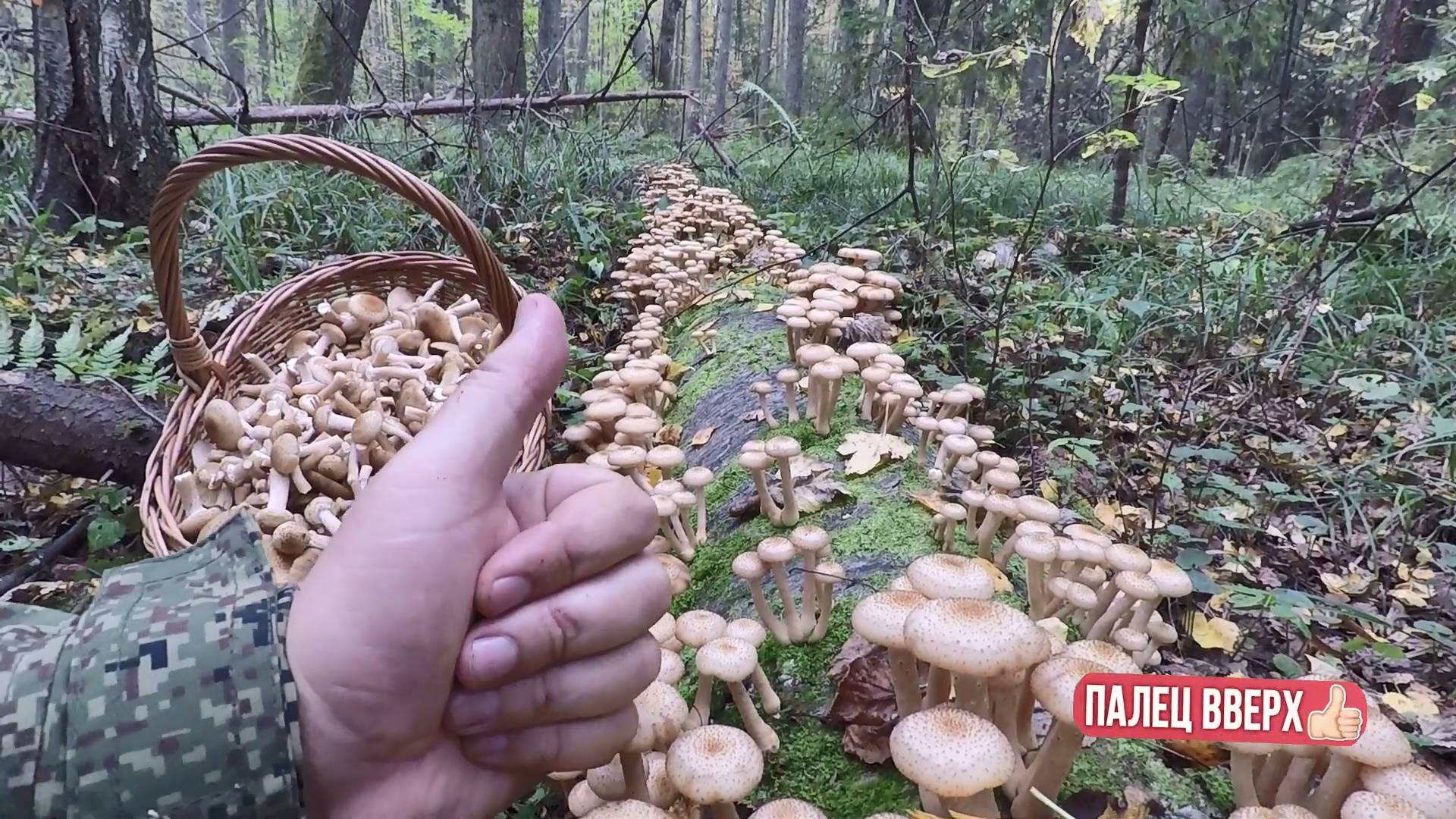 💥ТАКОЕ МОЖЕТ ТОЛЬКО ПРИСНИТЬСЯ!👉КУДА НЕ ГЛЯНЬ ВЕЗДЕ ГРИБЫ!🍄ОСЕННИЕ ОПЯТА В ЛЕСАХ ПОДМОСКОВЬЯ🌲