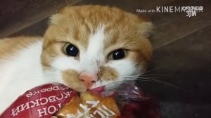 Боря отдай БУЛКУ!