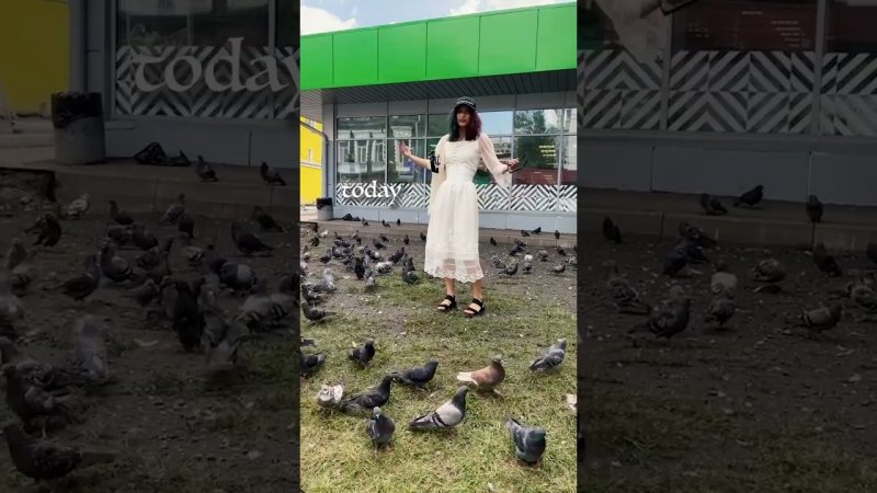 pigeons attack // it's always the low quality videos