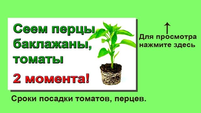 Кудрявая  рассада томатов. Что необходимо.