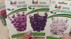 Однолетние цветы 2025🌺🌺🌺