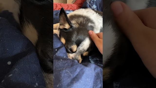 Гладим чихуахуа #shorts | chihuahua relax