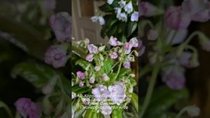 🐇❤️ АВ-Корзина Подснежников, КФ-Полесские Травы, КФ-Белла Русь - такие трогательные цветы.