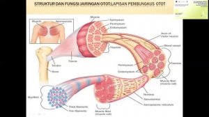 Fisiologi Musculoskeletal