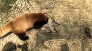 Малая панда или красная панда. Интересные факты. 1.000 просмотров и новое видео!