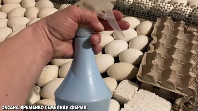 ИНКУБАЦИЯ Гусиного яйца / Обработка РАСТВОРОМ УКСУСА