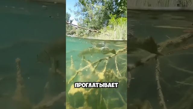 Теперь понятно как щука клюет на червя