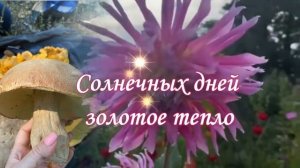 АВГУСТ- десерт Лета! Солнечных дней золотое тепло!