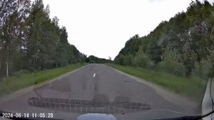 Кабанчики на дороге