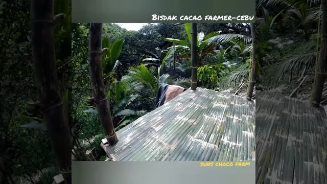 Cacao Farming: Cacao Bean Dryer Bamboo Structure #CebuCity #Philippines