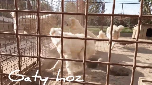 Гаты Хоз_дети Таката ГХ и Аси ГХ смотреть онлайн