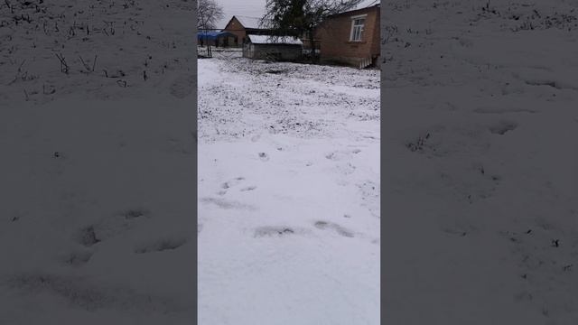 #шакал