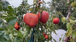 Выбрала САМЫЕ ВКУСНЫЕ ТОМАТЫ для нового сезона!