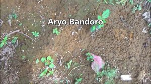 Godam ant (Odontoponera denticulata)