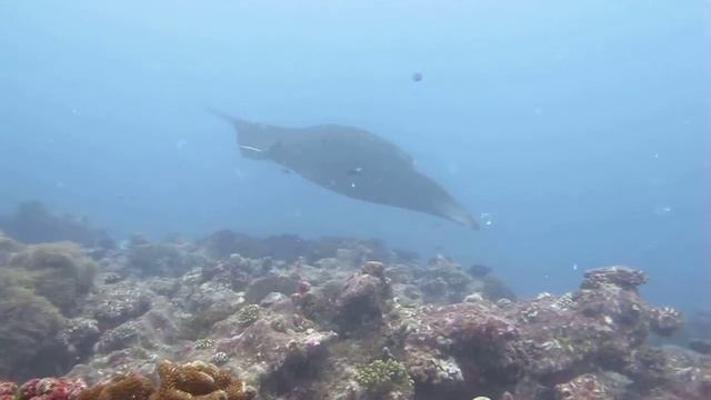 Мальдивы Manta point ноябрь 2011 смотреть онлайн