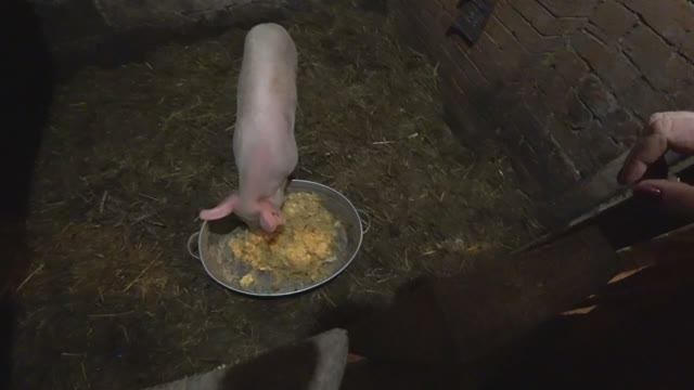 Вечернее кормление животных