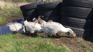 Гуси Холмогоры !!!