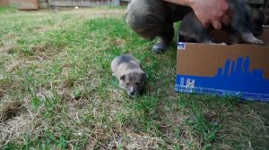 ГДЕ МУРЕНКА? КАК ПРЕЖДЕ УЖЕ НЕ БУДЕТ | ДВЕ НОВОСТИ | ХОРОШАЯ И ПЛОХАЯ