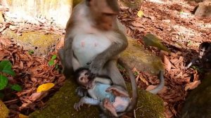 Baby still small mom start wean milk! Poor baby ADLER try hug mom ANGEL asking milk by no success