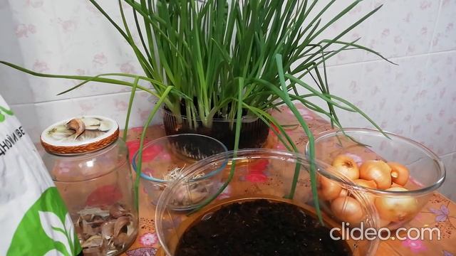 Зеленый лук в домашних условиях. смотреть онлайн