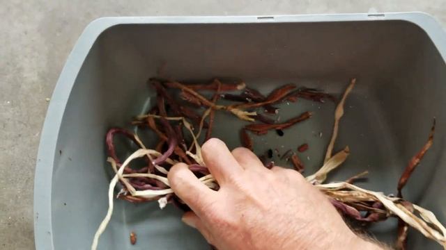 Saving Yardlong Bean Seeds (Long Beans) смотреть онлайн