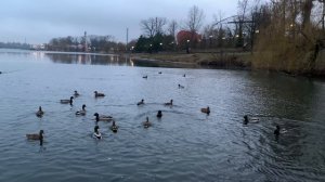 Утки на пруду: Природа в кадре