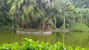 Ханьянь, красота удивительная вокруг острова! Обезьяны, птицы, панда