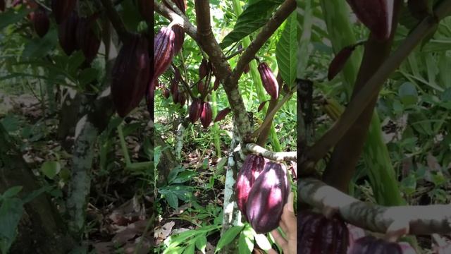 Kakao MCC 02 Super Tahan penyakit#shorts#kakaomcc02 смотреть онлайн