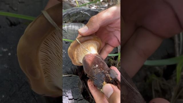 #грибы #mushroom #мухоморныймикродозинг #fungi #грибнойсезон #чтозагриб #лес #nature #дух #мир #три смотреть онлайн