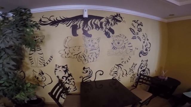 VLOG: Дубай/Куда сходить в Дубае/Кафе с котами - Ailuromania