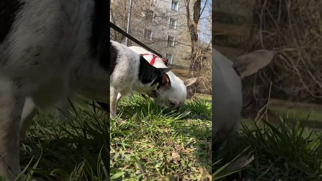 French bulldog & chihuahua eating grass #shorts | французский бульдог и чихуахуа едят траву