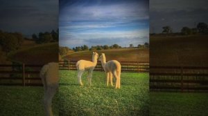 Влад Бумага-ЛАМА МАМА