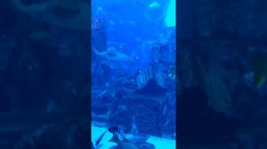 Дубай, Аквариум, vol. 7