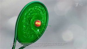 Реклама Фитолизин   Ответный удар по циститу 2019