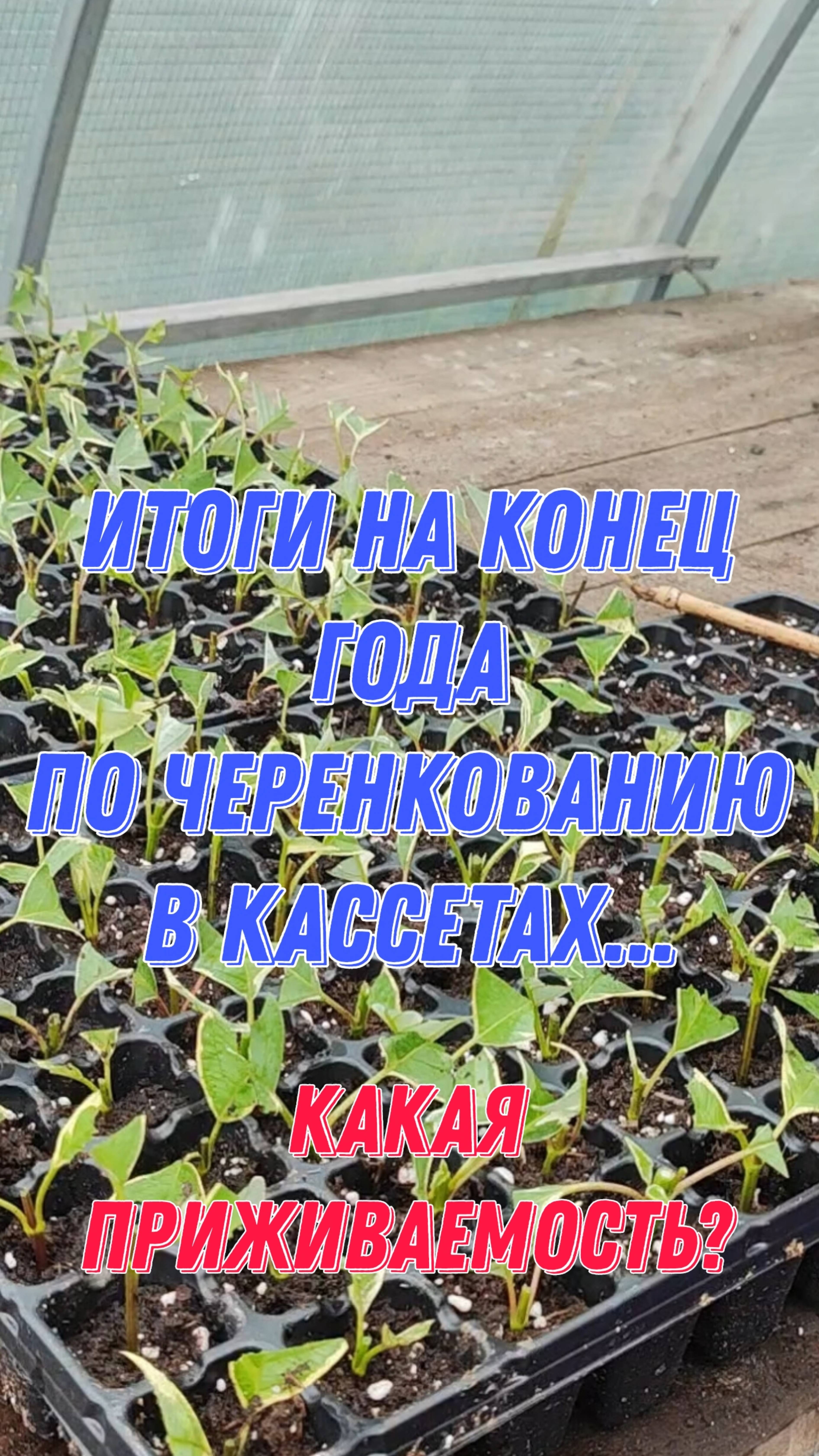 Итоги на конец года по черенкованию в кассетах... Какая приживаемость? смотреть онлайн